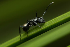 Polyrhachis mjobergi