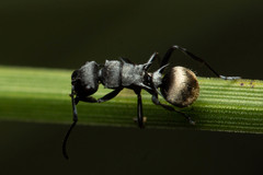 Polyrhachis mjobergi