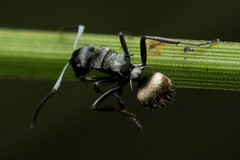 Polyrhachis mjobergi