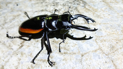 Odontolabis cuvera salvazae