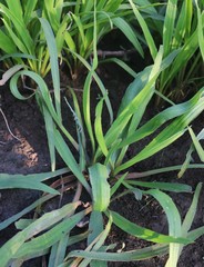 Cryptocoryne retrospiralis