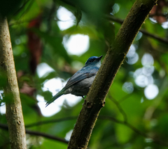 Cyornis unicolor