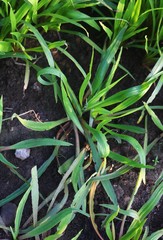 Cryptocoryne retrospiralis