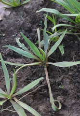 Cryptocoryne retrospiralis