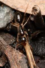 Camponotus elegans
