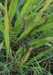 Cryptocoryne retrospiralis