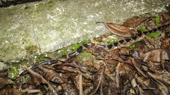 Lycodon futsingensis