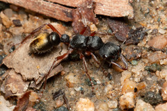 Myrmecia chrysogaster