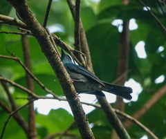 Cyornis unicolor