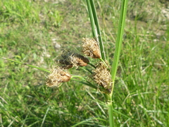 Bolboschoenus laticarpus
