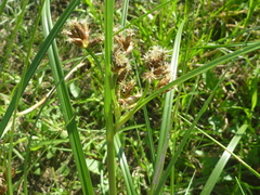 Bolboschoenus laticarpus