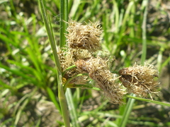 Bolboschoenus laticarpus