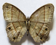 Cissia pompilia