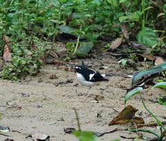 Enicurus immaculatus
