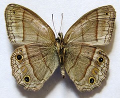 Cissia pompilia