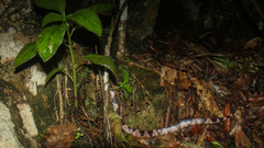 Lycodon futsingensis