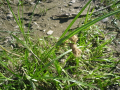 Bolboschoenus laticarpus