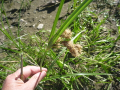 Bolboschoenus laticarpus