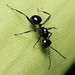 Polyrhachis pilosa - Photo (c) Mark Ayers, some rights reserved (CC BY-NC), uploaded by Mark Ayers