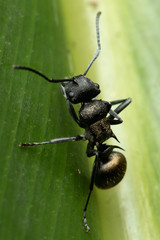 Polyrhachis mjobergi