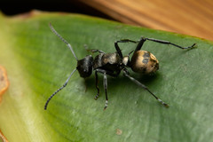 Polyrhachis mjobergi