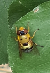 Austalis pulchella