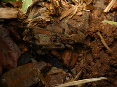 Ctenus gulosus