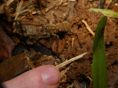 Ctenus gulosus