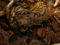 Ctenus gulosus