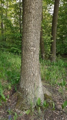 Quercus robur