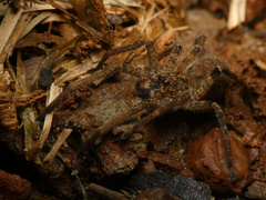 Ctenus gulosus