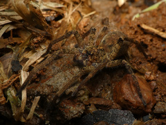 Ctenus gulosus