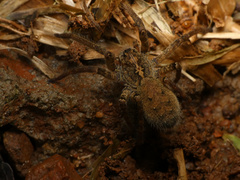 Ctenus gulosus