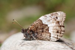 Hipparchia genava