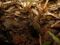 Ctenus gulosus