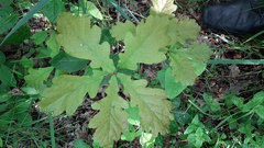 Quercus robur