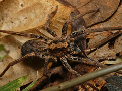Ctenus gulosus