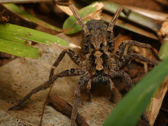 Ctenus gulosus
