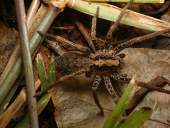Ctenus gulosus