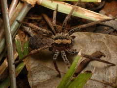 Ctenus gulosus