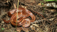 Oreocryptophis porphyraceus