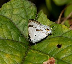 Hypolycaena othona