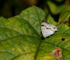 Hypolycaena othona