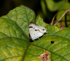 Hypolycaena othona