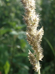 Enneapogon cenchroides