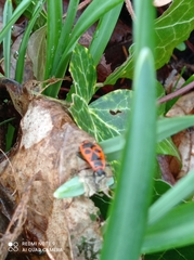 Pyrrhocoris apterus