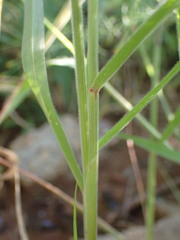 Enneapogon cenchroides