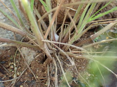 Enneapogon cenchroides