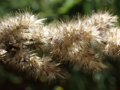 Enneapogon cenchroides