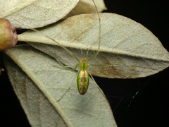 Tetragnatha subsquamata